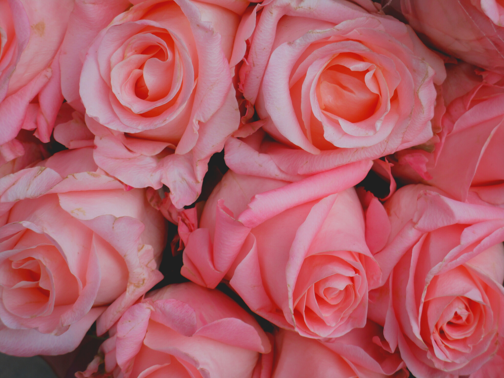 Pink, Roses, Bouquet, Romantic, Valentine, Wedding